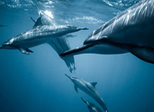 罗塞尼尔出任英超切尔西队主教练